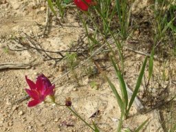 Geissorhiza erosa leaves